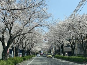 平成中央公園の桜（熊本の桜トンネル）